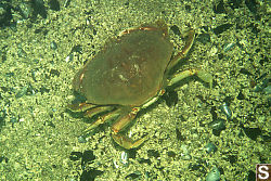 Dungeness Crab