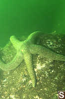 Troschel's Sea Star