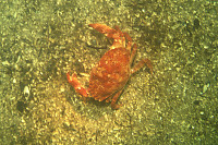 Red Crab