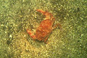 Red Crab