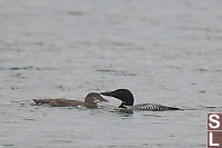 Common Loon With Chick