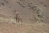 Male Bighorn Sheep Checking Me Out