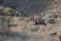 Male Bighorn Sheep In Sagebrush