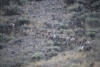 Male Bighorn Sheep Walking Up Trail