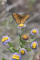 Mormon Fritillary On Dry Flower