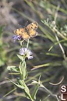 Northern Crescent On Purple Flower