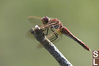 Red Veined Meadowhawk