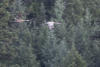 Two Sandhill Cranes Flying By