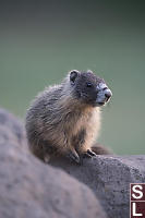 Yellow Bellied Marmots Spotted Me