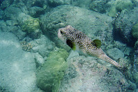 Boxfish Swimming By