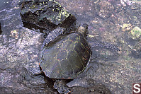 Turtle In Water