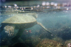Turtle At The Surface