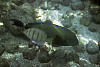 ringtail surgeonfish, whitetail surgeonfish