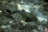 Unknown Fish and Convict Tang
