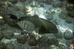 Unknown Fish and Convict Tang