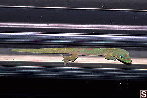 Gecko Between Glass