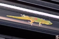 Gecko on Door Frame