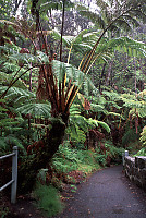 Giant Ferns