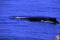 Humpback Whale