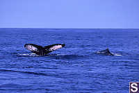 Two Whales on the Surface