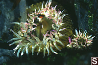 Big And Little Anemones