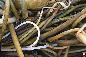 Knotted Kelp