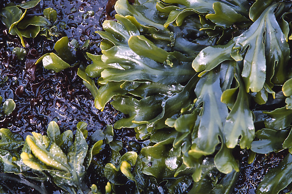 Rock Weed