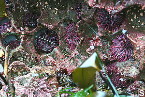 Purple Sea Urchins In Holes