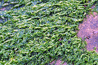 Short Sea Lettuce