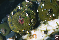 Three Closed Anemones