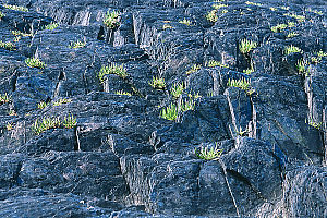 Tufts Of Grass