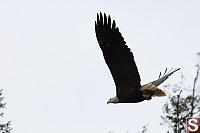 Bald Eagle Flying By