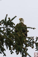 Bald Eagle In Tree
