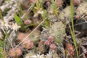 Brittle Prickly-Pear Cactus On Bluff