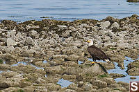 Eagle On Beach Rocks
