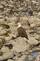 Eagle On Rock
