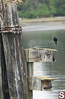 Purple Martin Nest Boxes