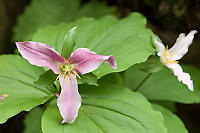 Trillium