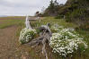 Field Chickweed With Dead Wood