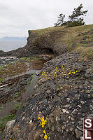 Yellow Monkeyflowers