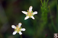 Fringed Grass-Of-Parnassus