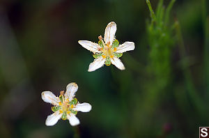 Fringed Grass-Of-Parnassus