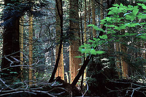 Glowing Trees