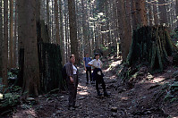 Hiking Among Stumps