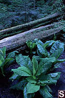 Skunk Cabbage