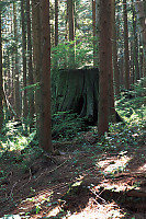 Stump with Trees