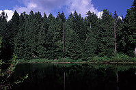 Trees at Lost Lake