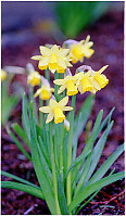 Dafodils