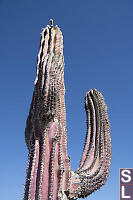 Almost Red Giant Cactus