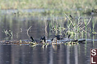 American Coot With Common Moorhen